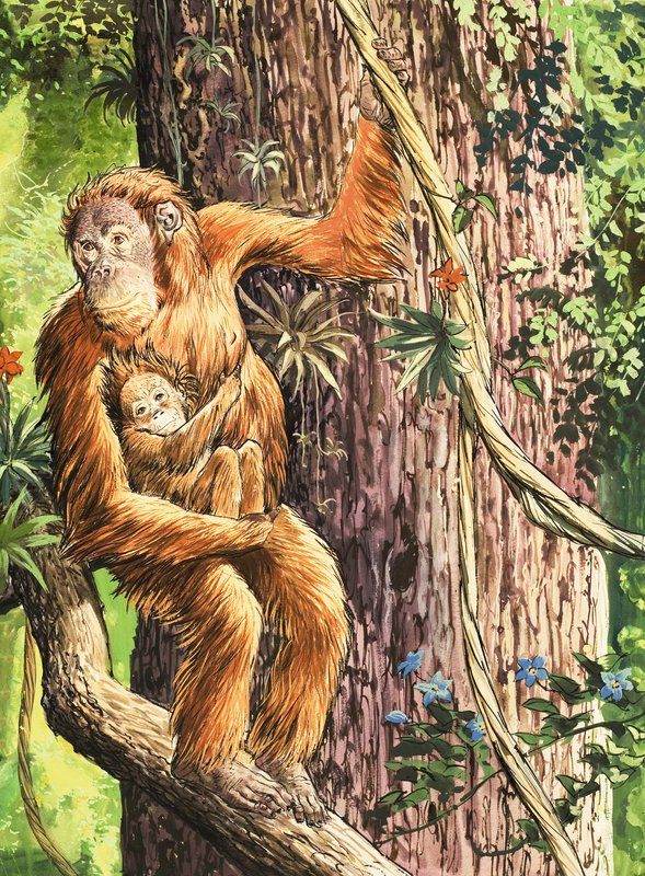 Orang-utan tekijältä English School