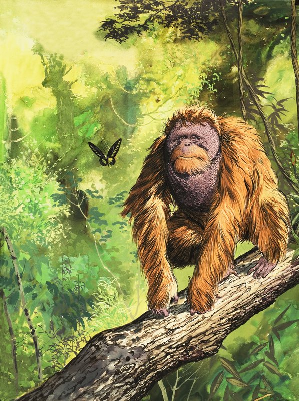 Orang-utan tekijältä English School