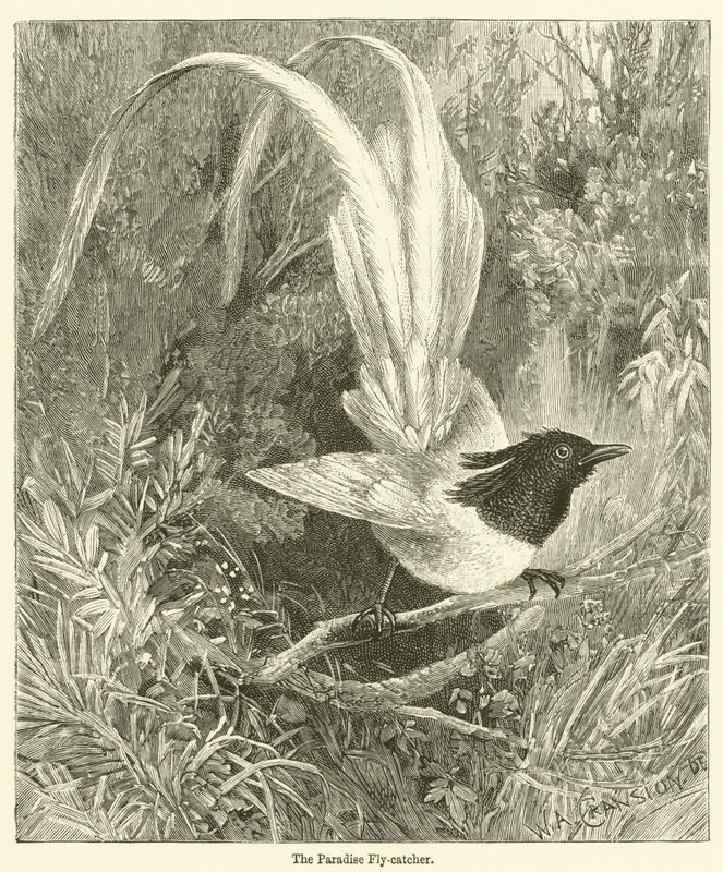 Paratiisikärpässiipi (kaiverrus) tekijältä English School