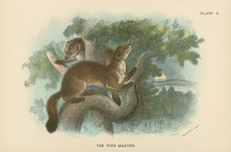 Pine-Marten tekijältä English School