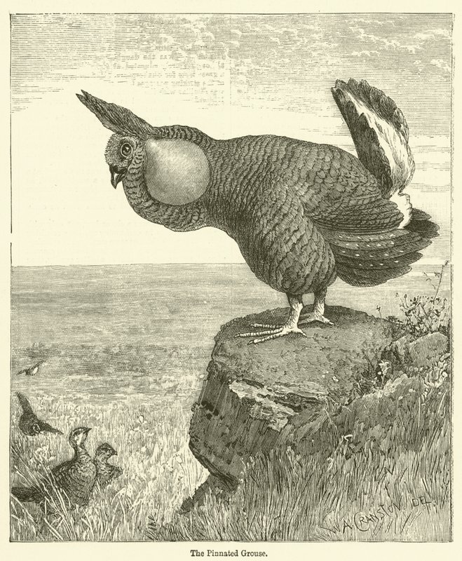 Pinnated Grouse (kaiverrus) tekijältä English School