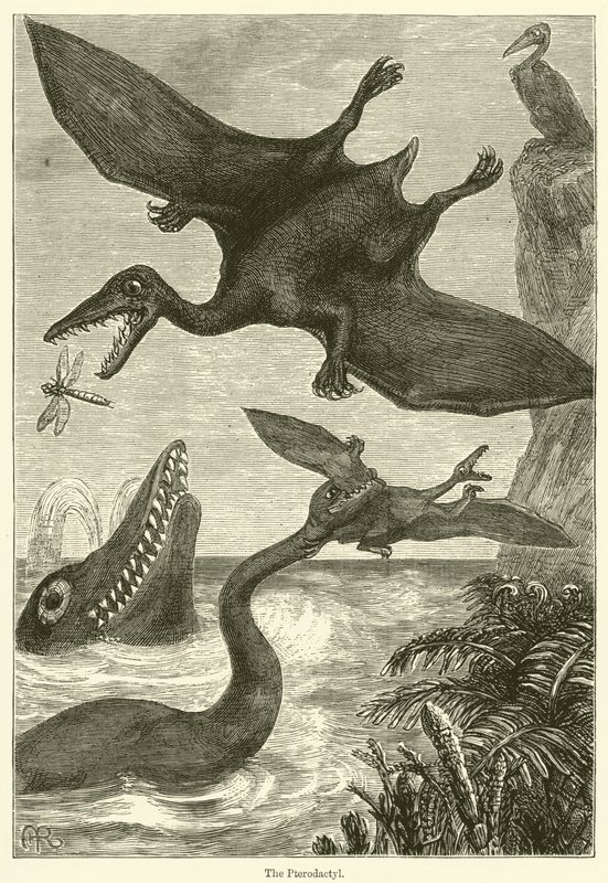 Pterodactyl (kaiverrus) tekijältä English School