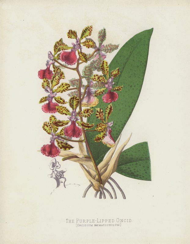Purppurahuulinen Oncid, Oncidium Haematochilum tekijältä English School