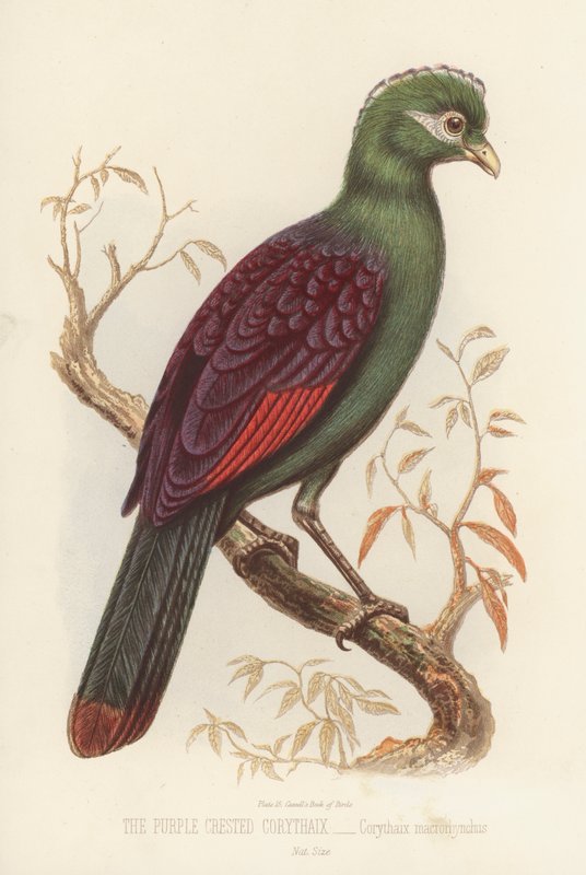 Purple Crested Corythaix, Corythaix Macrorhynchus (väri litho) tekijältä English School