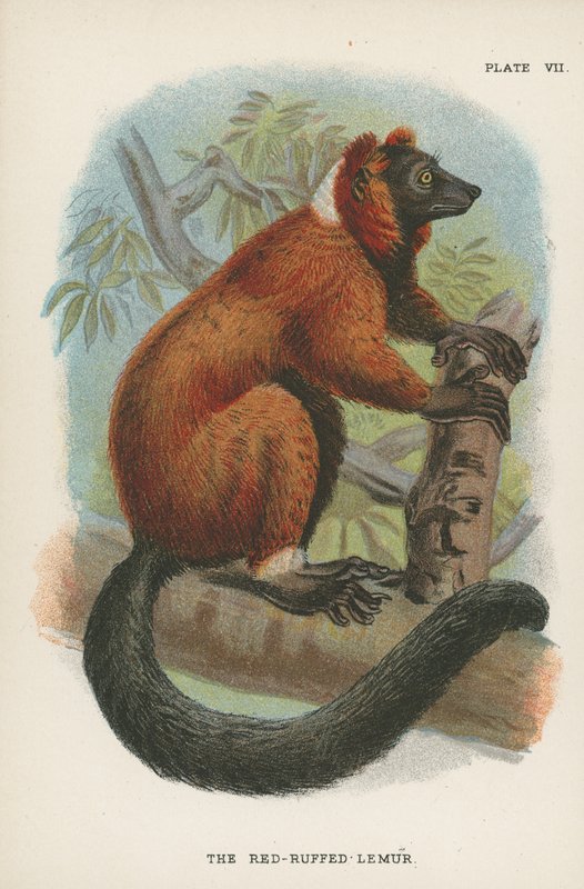 Red-Ruffed Lemur tekijältä English School