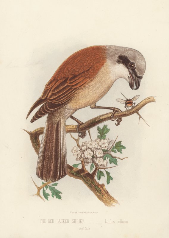 The Red Backed Shrike, Lanius Collurio (väri litho) tekijältä English School