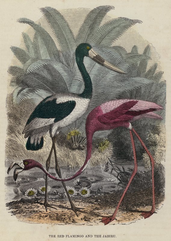 Punainen flamingo ja Jabiru (värillinen kaiverrus) tekijältä English School
