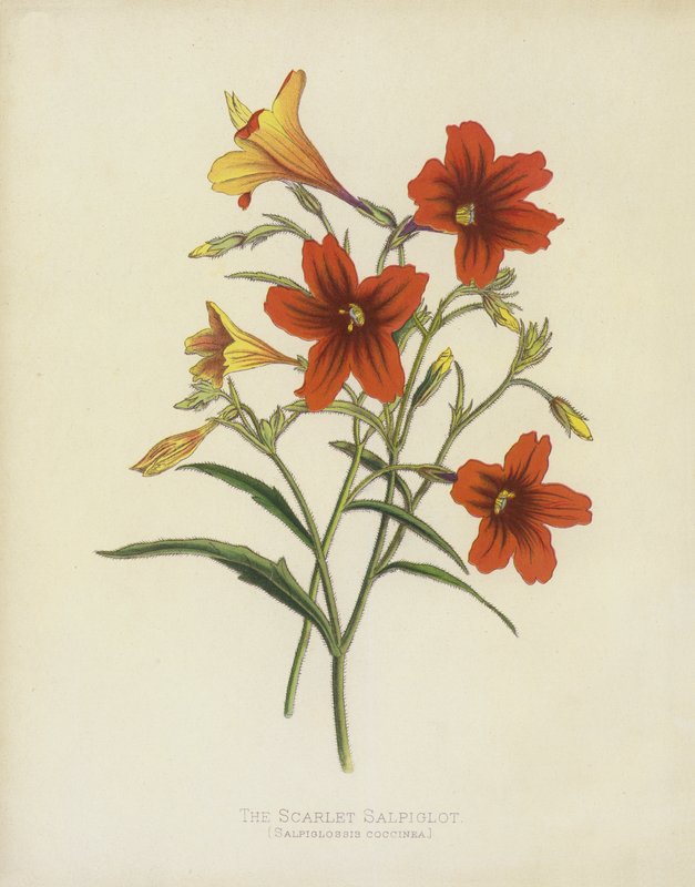 Scarlet Salpiglot, Salpiglossis Coccinea tekijältä English School