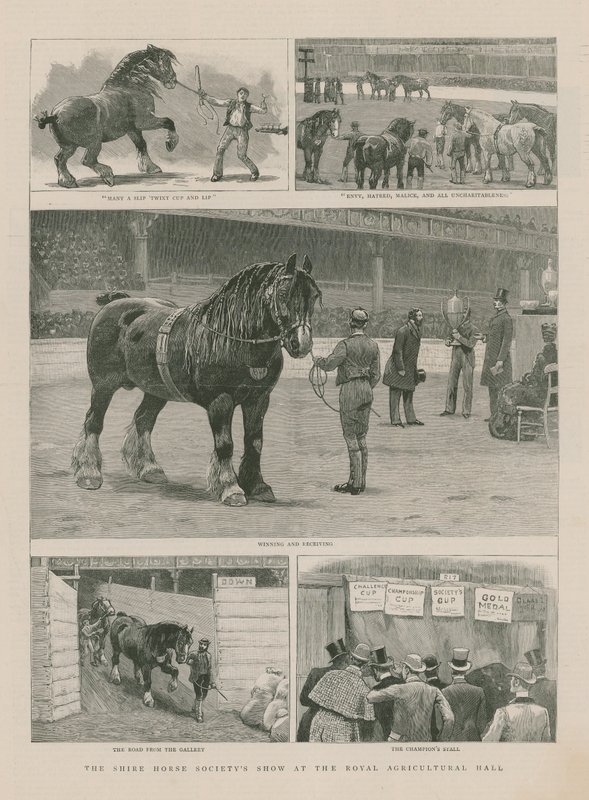 Shire Horse Society -esitys Royal Agricultural Hallissa tekijältä English School