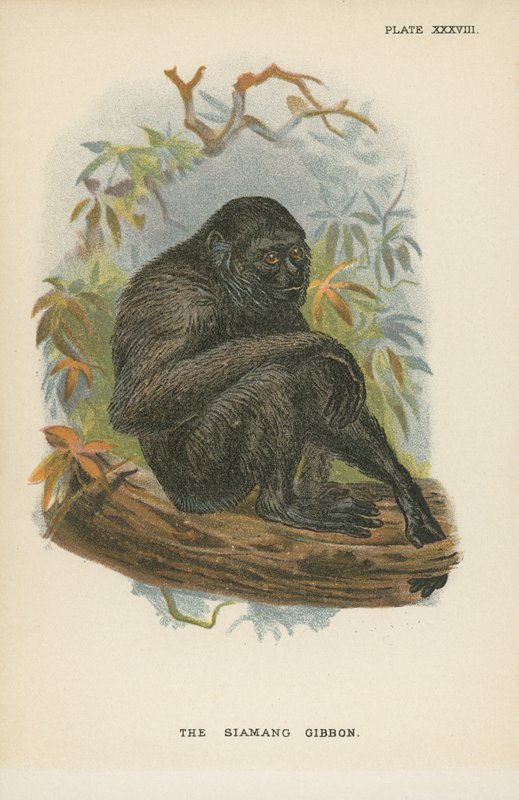 Siamang Gibbon tekijältä English School