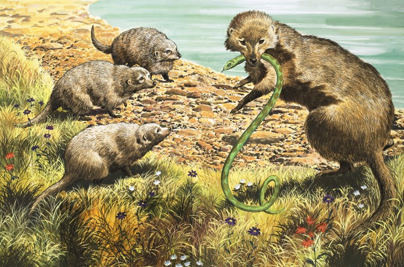 Käärmeen sieppaaja, kuvitus teoksesta 