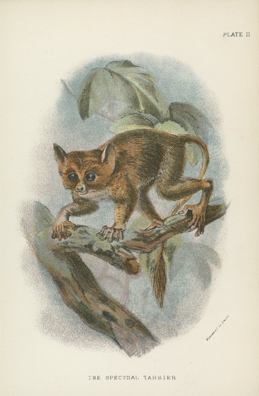 Spectral Tarsier tekijältä English School