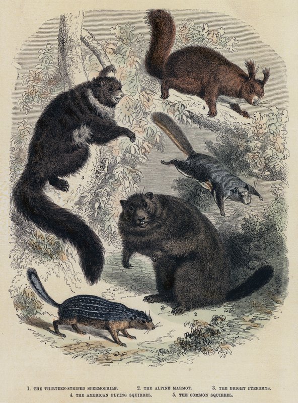 Kolmetoista raidallinen siittiö, alppimarmotti, kirkkaat pteromysit, amerikkalainen lentävä orava, yleinen orava (värillinen kaiverrus) tekijältä English School