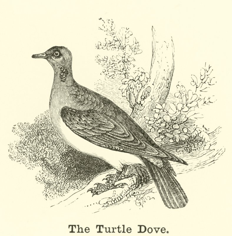 Turtle Dove tekijältä English School