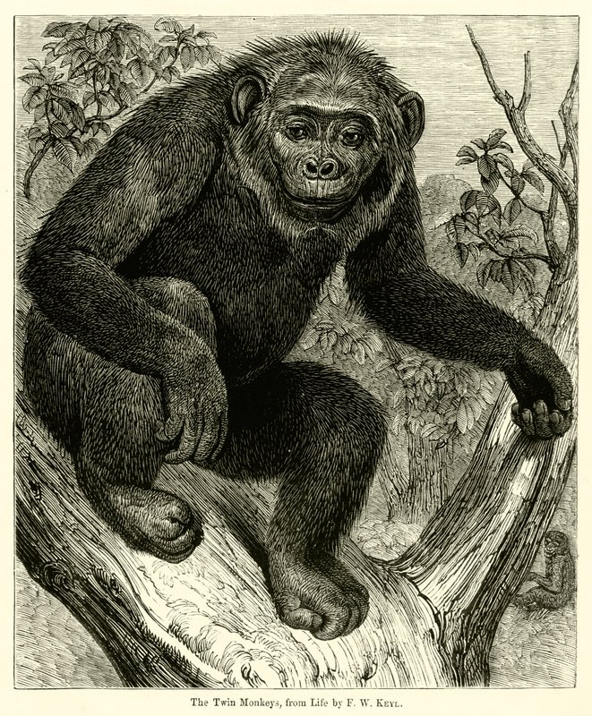Twin Monkeys, elämästä (kaiverrus) tekijältä English School