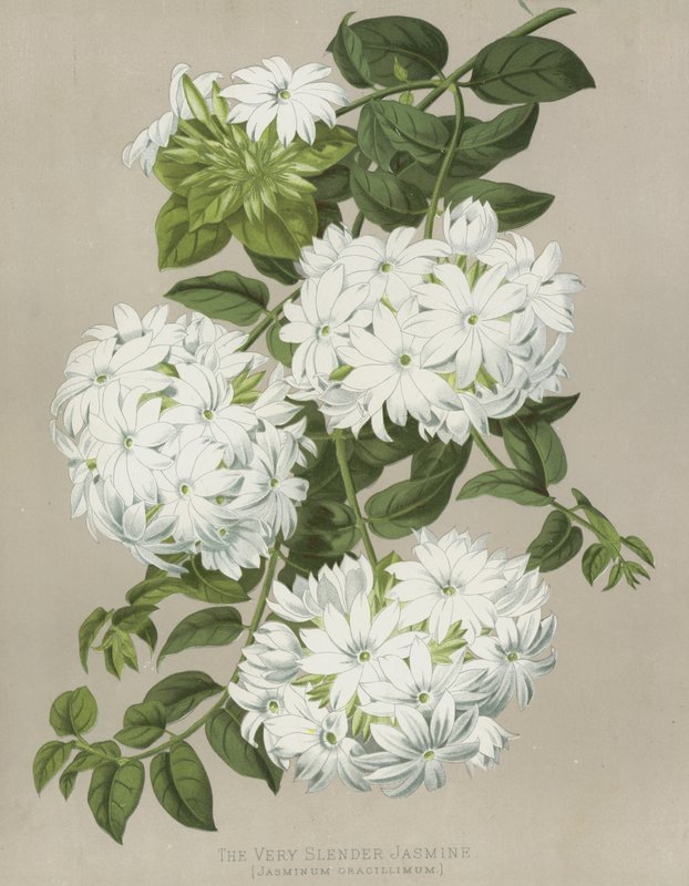 Erittäin hoikka jasmiini, Jasminum Gracillimum tekijältä English School