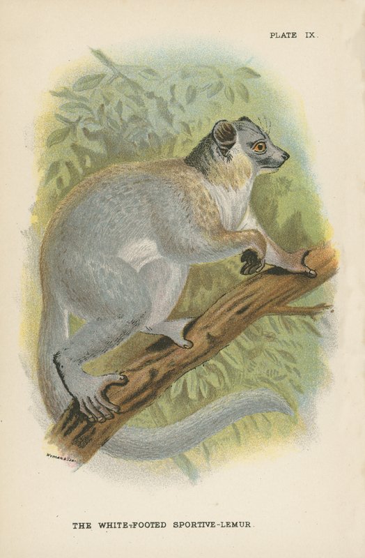 Valkojalkainen Sportive-Lemur tekijältä English School