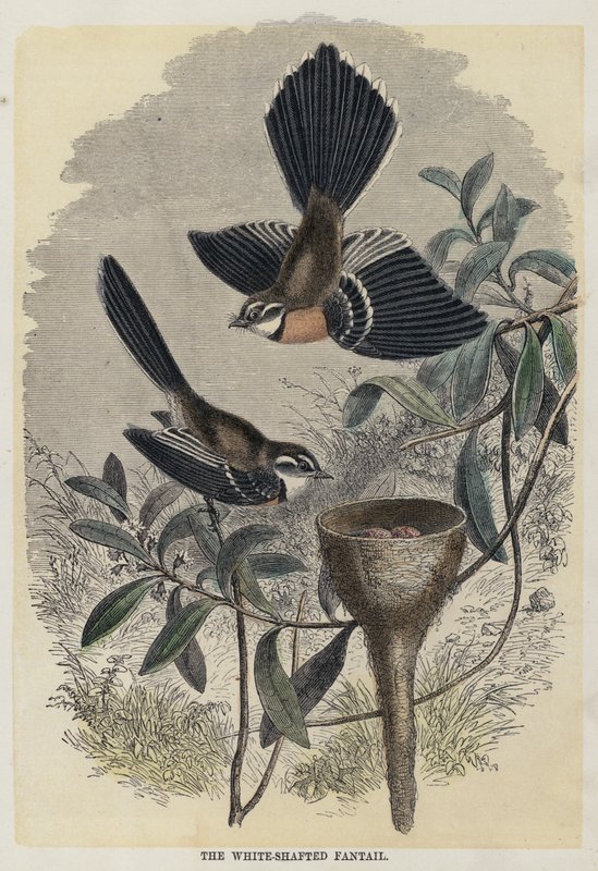 White-Shafted Fantail (värillinen kaiverrus) tekijältä English School