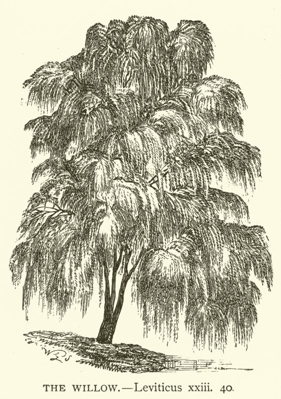 The Willow, Leviticus, xxiii, 40 (kaiverrus) tekijältä English School