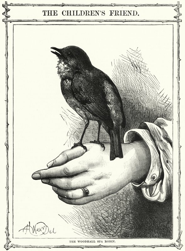 Woodhall Spa Robin (kaiverrus) tekijältä English School