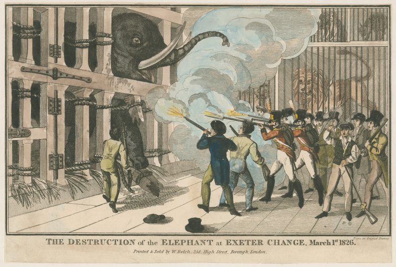 Elefantin tuhoaminen Exeter Changessa, 1. maaliskuuta 1826 tekijältä English School