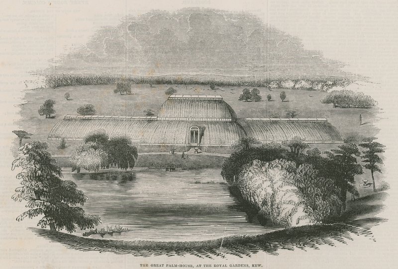 Suuri palmutalo Royal Gardensissa, Kew, Lontoo tekijältä English School