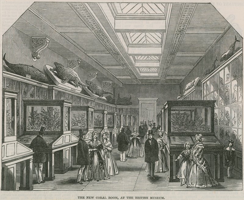 British Museumin uusi korallihuone tekijältä English School