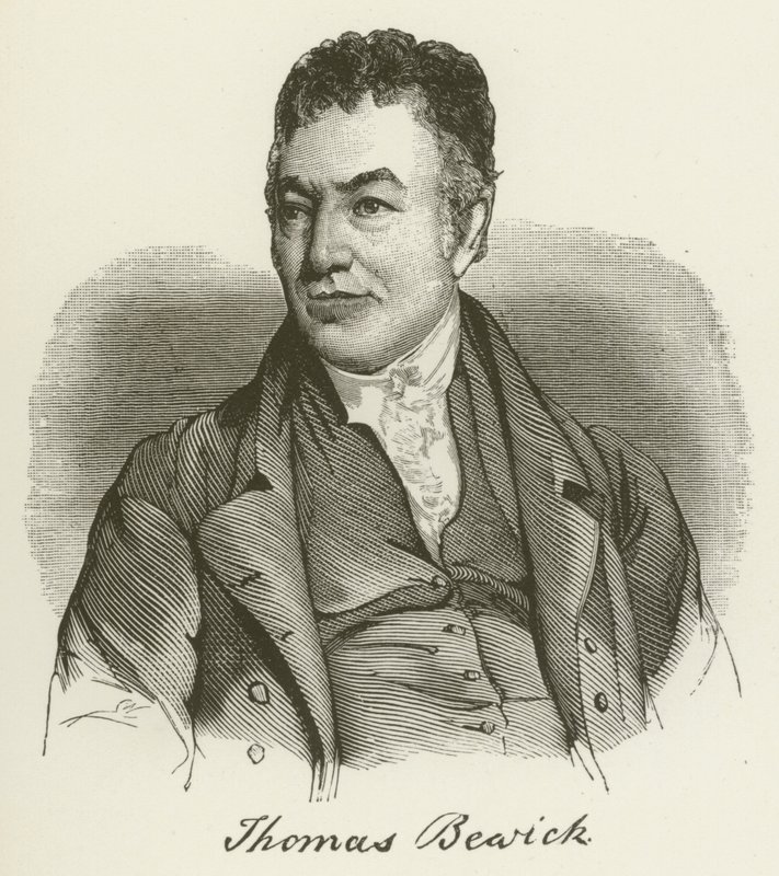 Thomas Bewick (kaiverrus) tekijältä English School