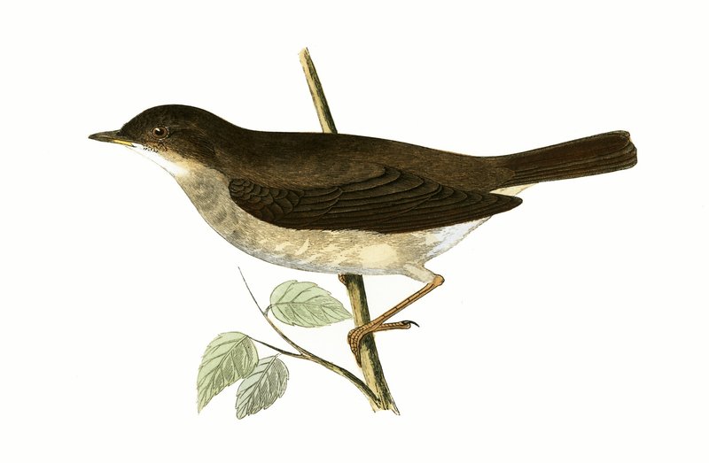 Thrush Nightingale, kuvitus Charles Robert Breen (1811-86) teoksesta "A History of the Birds of the Birds of the British Islands" (1811-86), julkaistu 1867 tekijältä English School