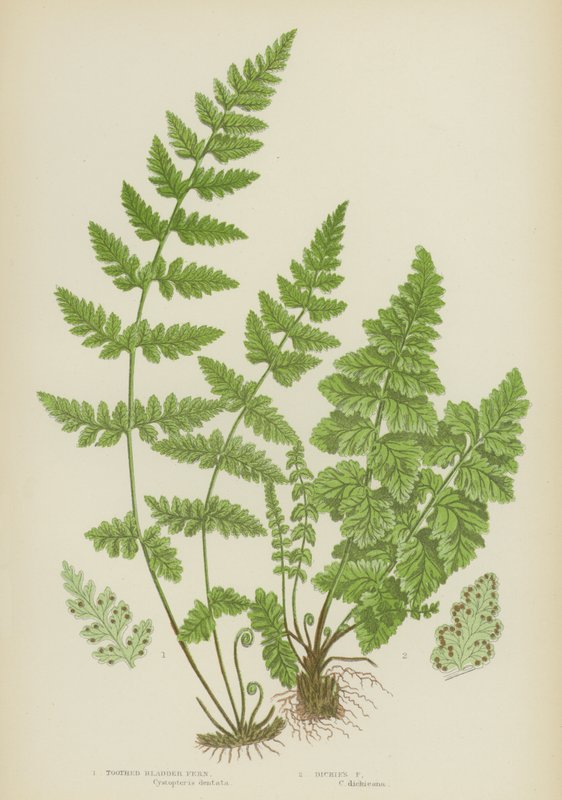 Hammasrakkosanniainen, Dickies Fern (väri litho) tekijältä English School