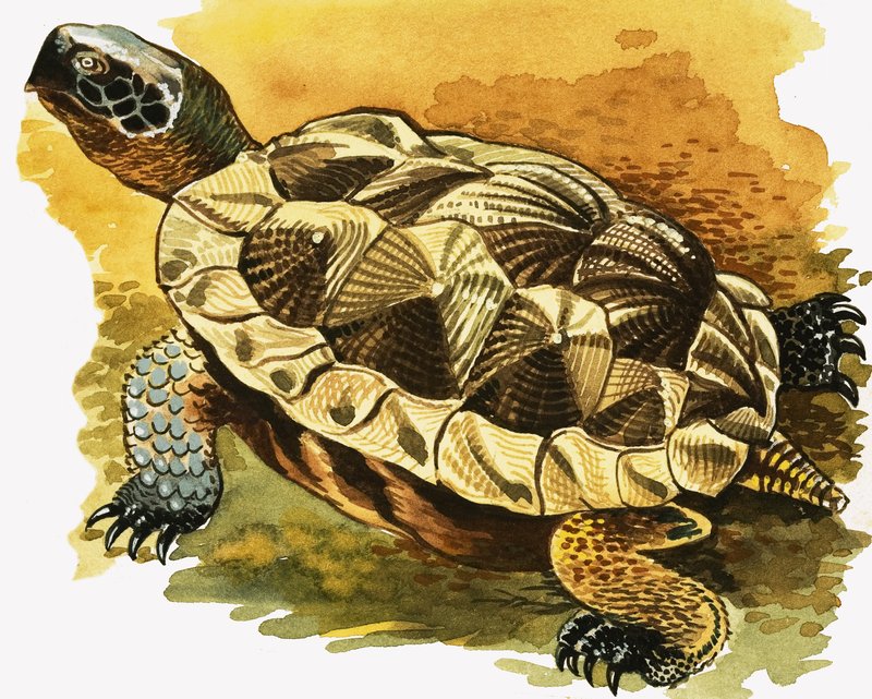 Tortoise tekijältä English School