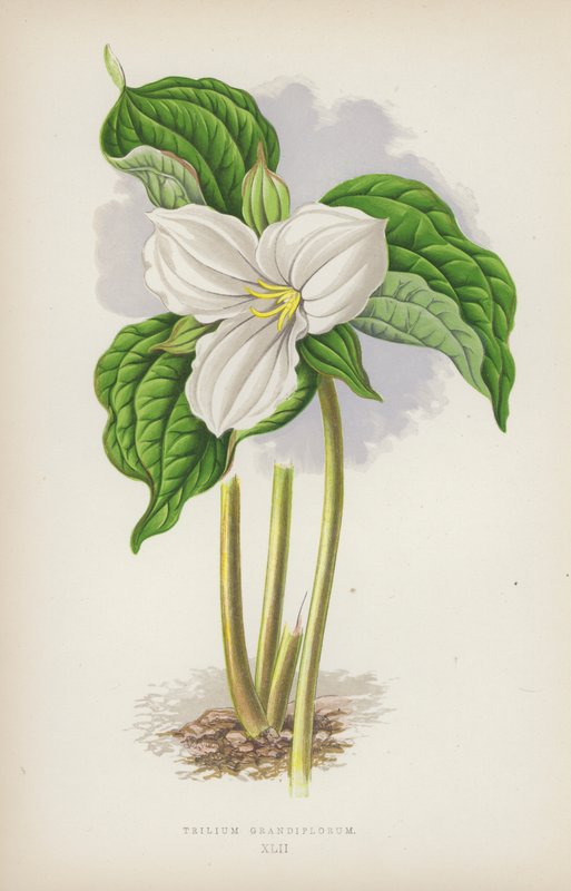 Trillium grandiflorum (väri litho) tekijältä English School