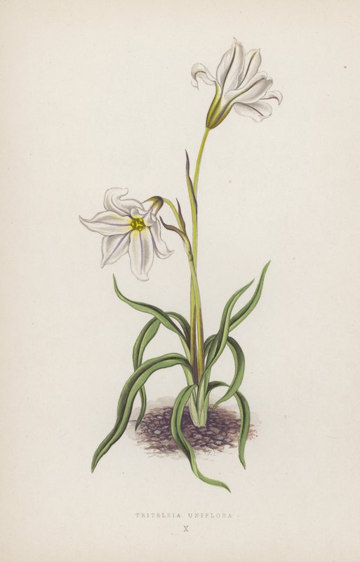 Triteleia Uniflora (värilitho) tekijältä English School