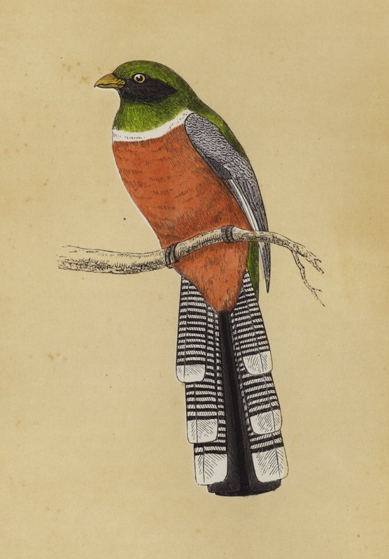 Trogon (väri lito) tekijältä English School