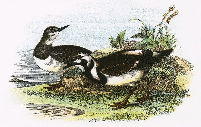 Turnstone tekijältä English School