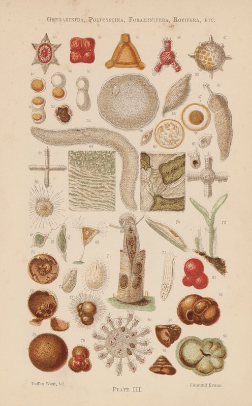 Mikroskoopin alla: Gregarinida, Polycystina, Foraminifera, Rotifera, jne (väriliitoskuva) tekijältä English School