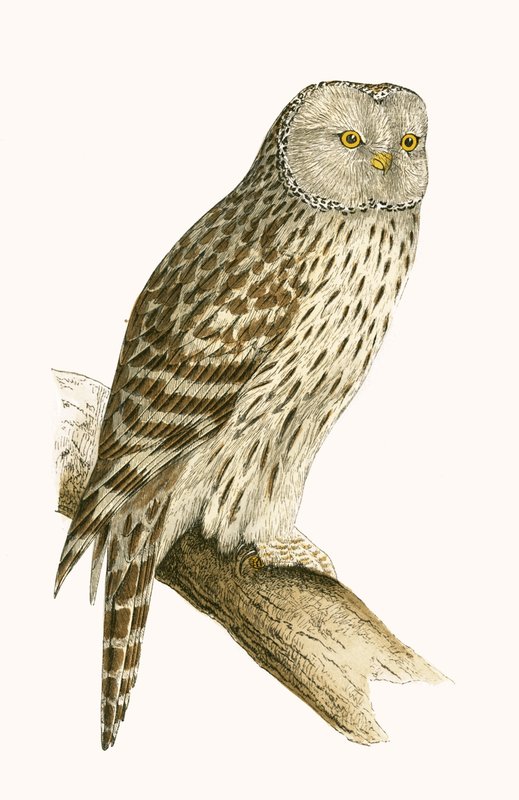 Uralpöllö, kuvitus Charles Robert Breen (1811-86) teoksesta "A History of the Birds of the Birds of the British Islands", julkaistu 1867 tekijältä English School