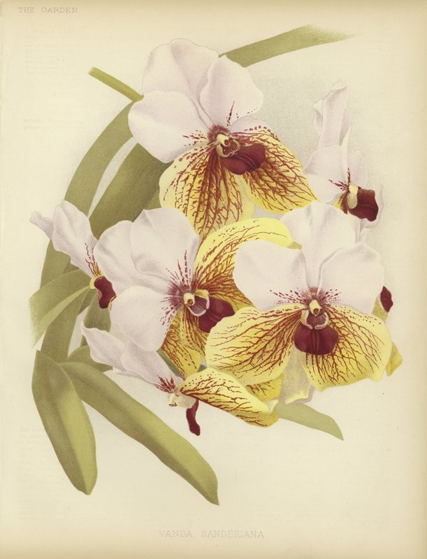 Vanda sanderiana tekijältä English School