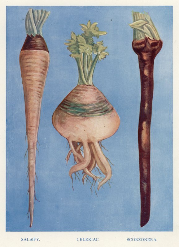 Vihannesviljelijän opas: Salsify, Selleri, Scorzonera (värilitho) tekijältä English School