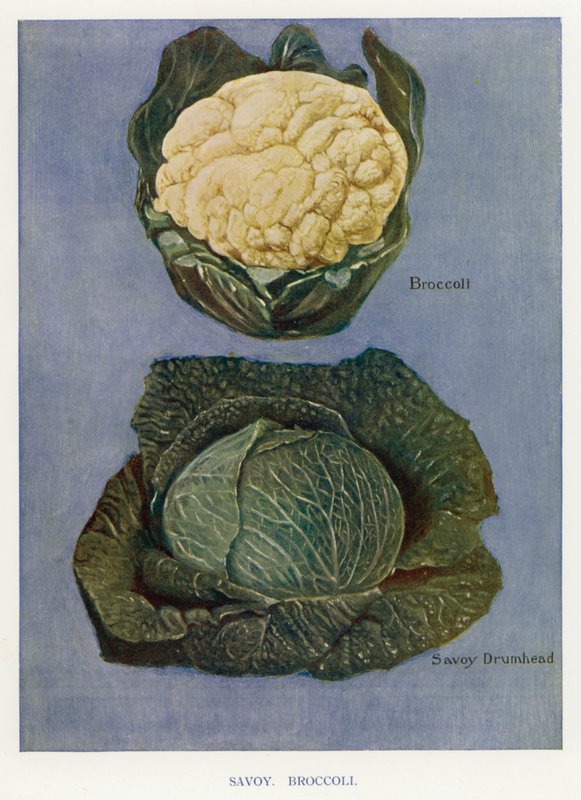 Vihannesviljelijän opas: Savoy, Parsakaali (väri litho) tekijältä English School