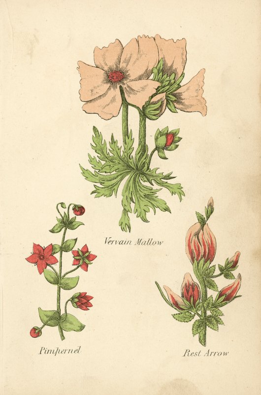 Vervain Mallow, Pimpernel, Rest Arrow (värilitografia). tekijältä English School