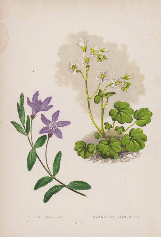 Vinca Herbacea; Romanzovia Sitchensis (väri litho) tekijältä English School