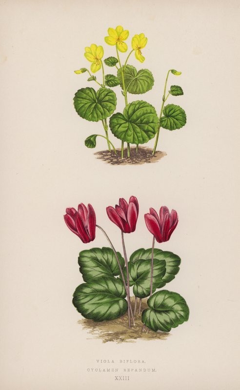 Viola Biflora; Cyclamen Repandum (väri litho) tekijältä English School