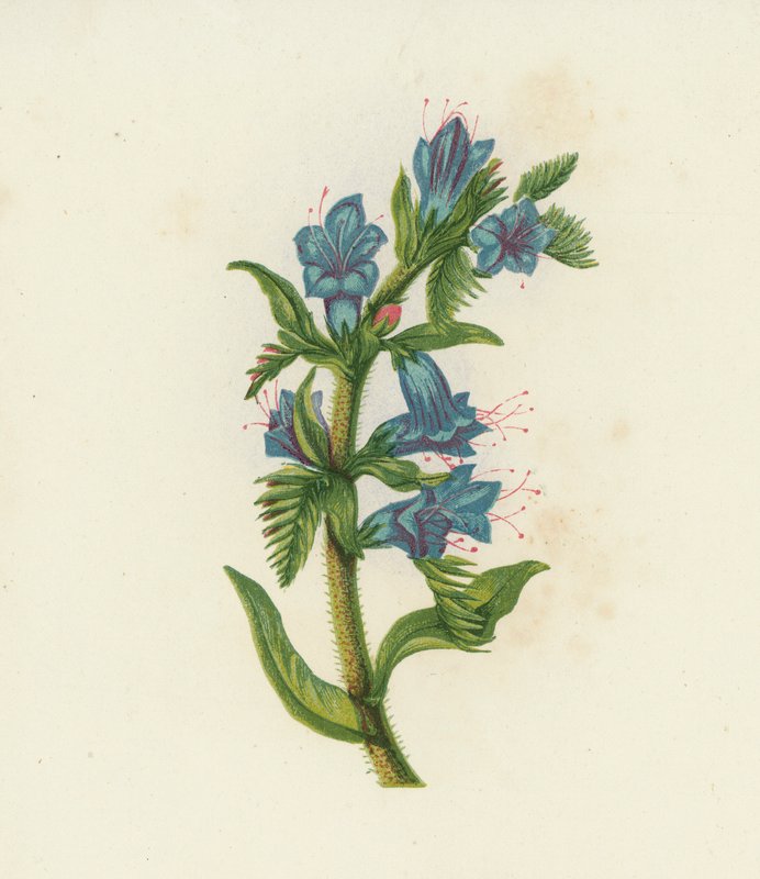 Kyykäärmeenkukka, Echium Vulgare (värilitro) tekijältä English School
