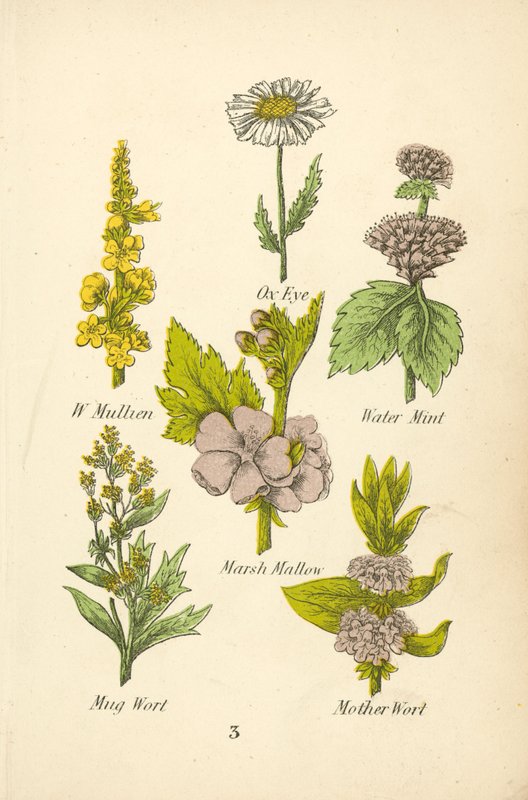 W Mullien, Ox Eye, Water Mint, Marsh Mallow, Mug Wort, Mother Wort (värilitra). tekijältä English School
