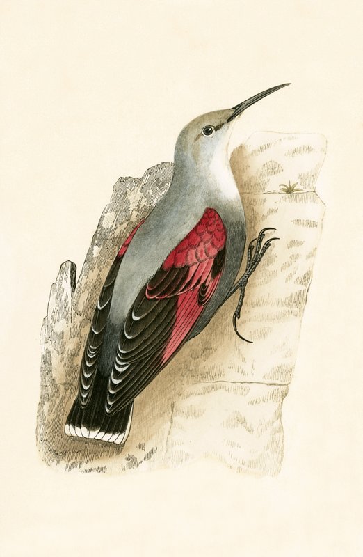 Wall Creeper, kuvitus Charles Robert Breen (1811-86) teoksesta "A History of the Birds of the Birds of the British Islands", julkaistu 1867 tekijältä English School