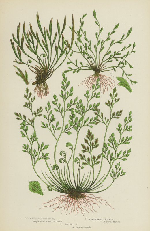 Wall Rue Spleenwort, Vaihtoehtoinen pernawort, Haarukkaperna (väri litho) tekijältä English School