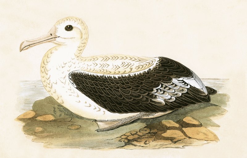Vaeltava albatrossi, kuvitus Charles Robert Breen (1811-86) teoksesta "A History of the Birds of the Birds of the British Islands", julkaistu 1867 tekijältä English School