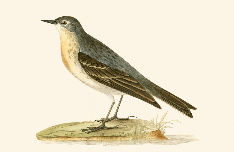 Water Pipit, kuvitus Charles Robert Breen (1811-86) teoksesta 