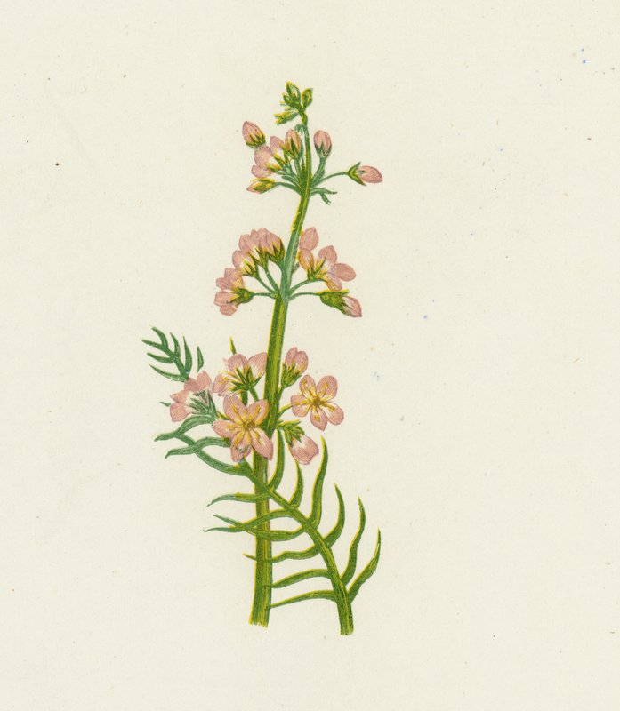 Vesivioletti, Hottonia Palustris tekijältä English School